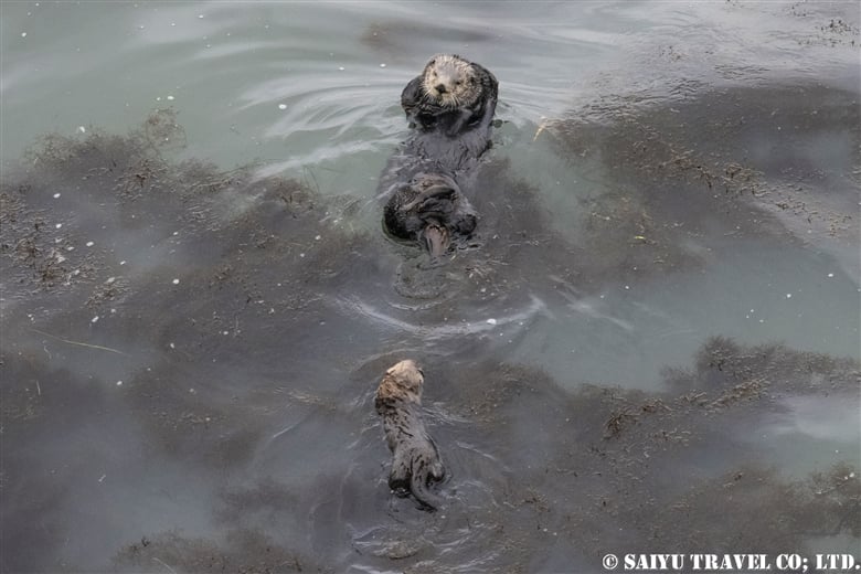 Sea Otters of Eastern Hokkaido